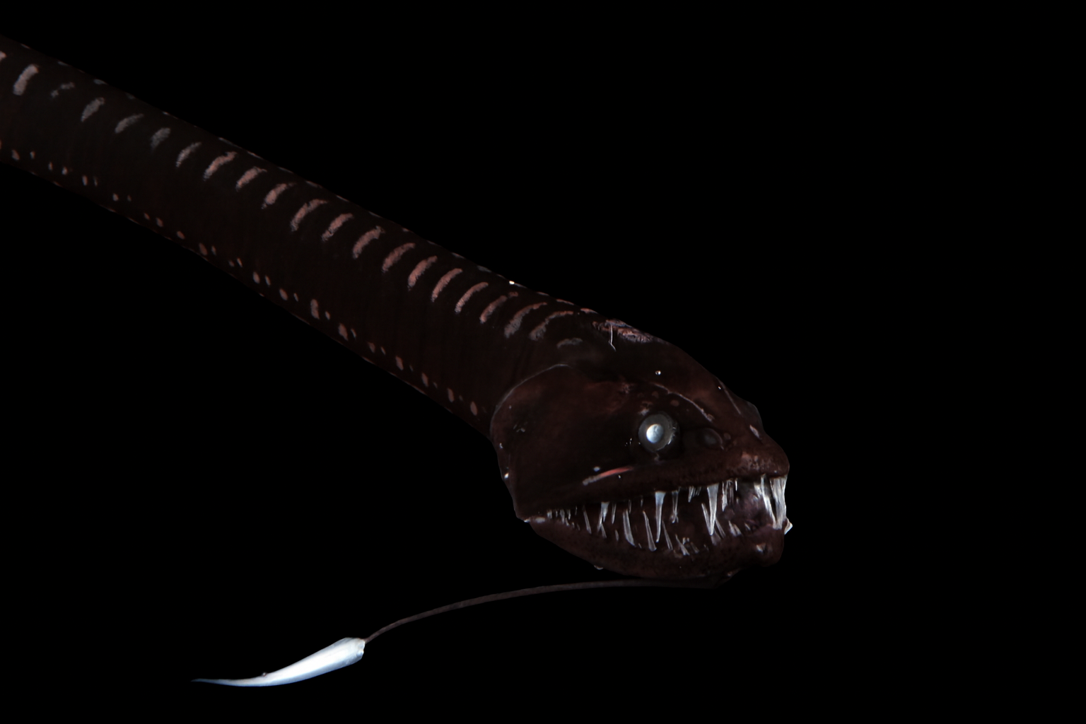 Pacific blackdragon against a black background, showing the deep-sea fish that inspired Atlas Black's biomimetic ultrablack design